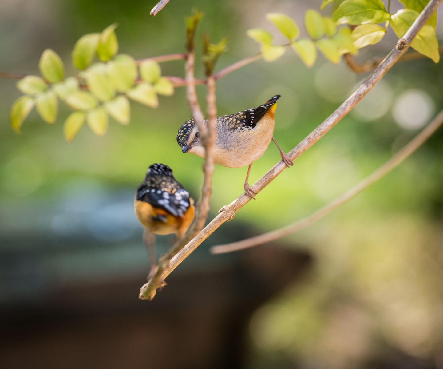 PARDALOTE-0271