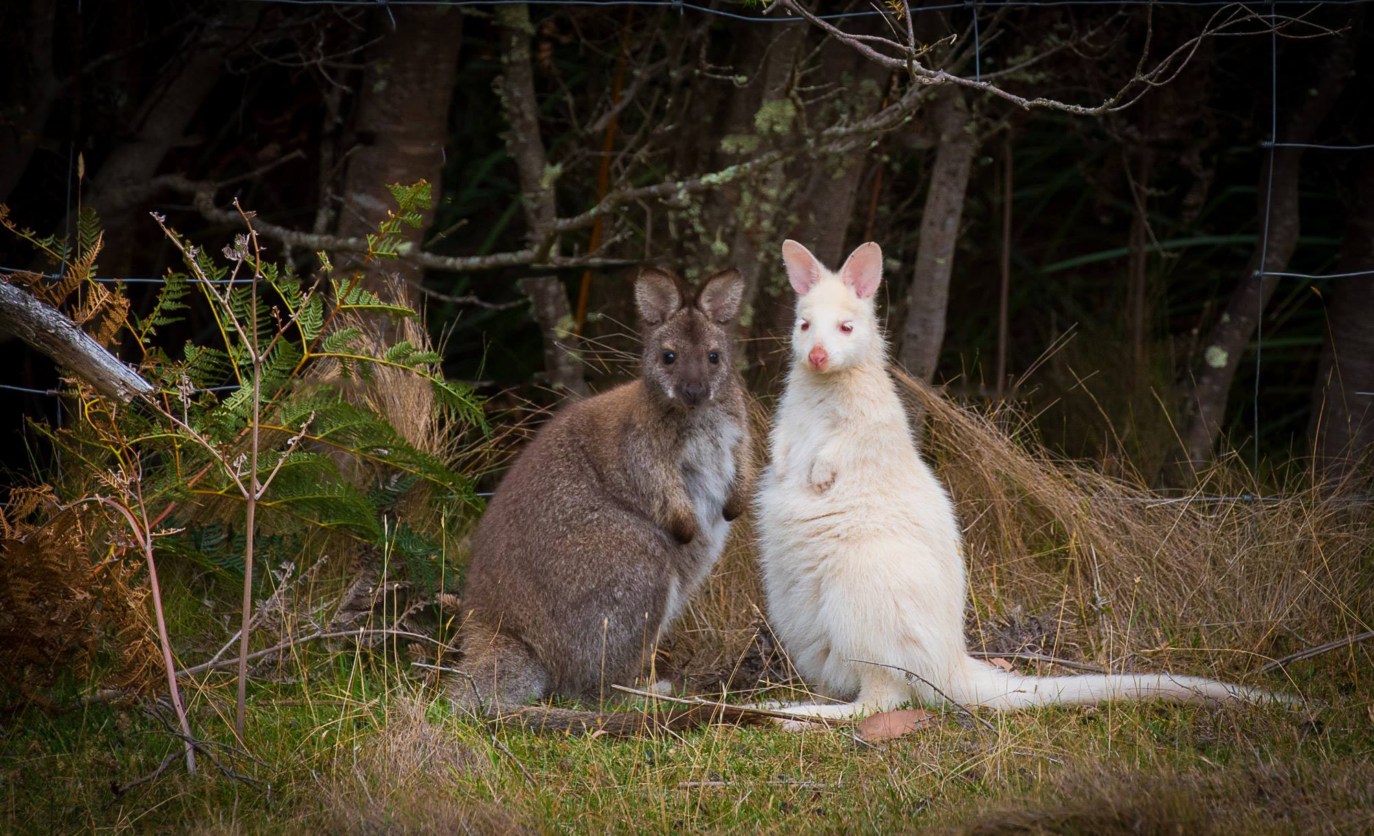 wallabies