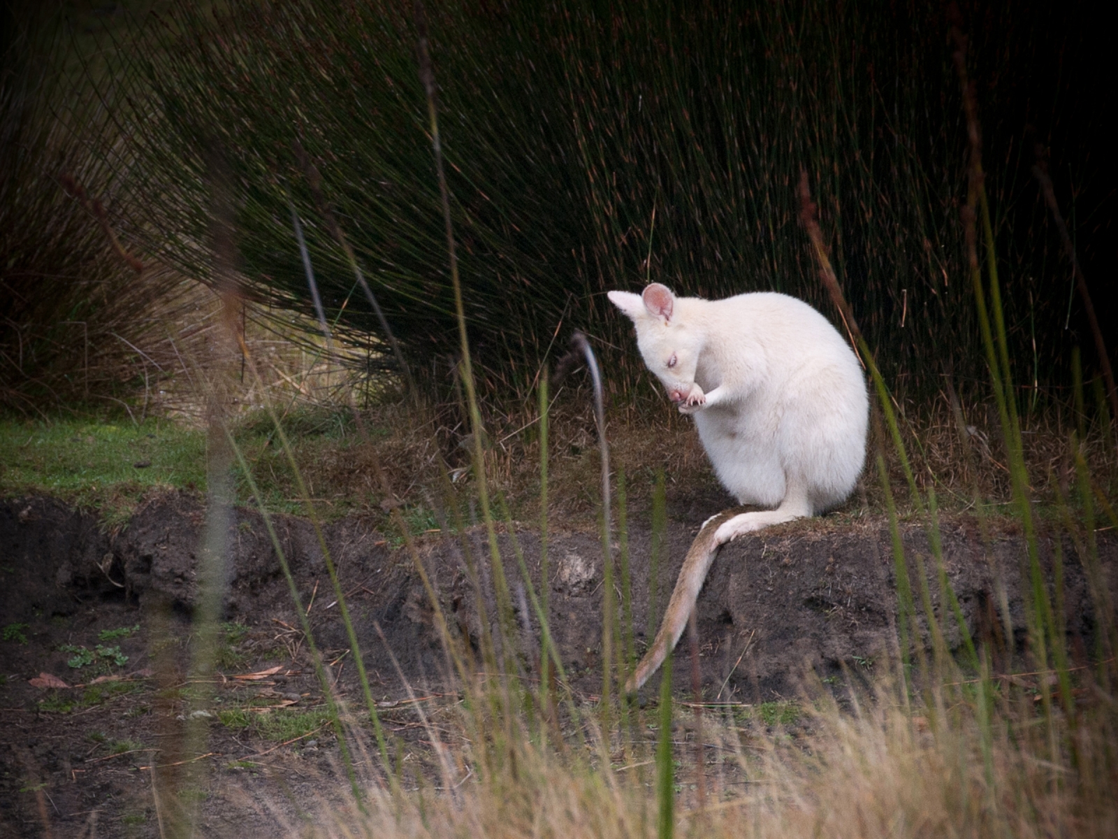 wallaby2-0245